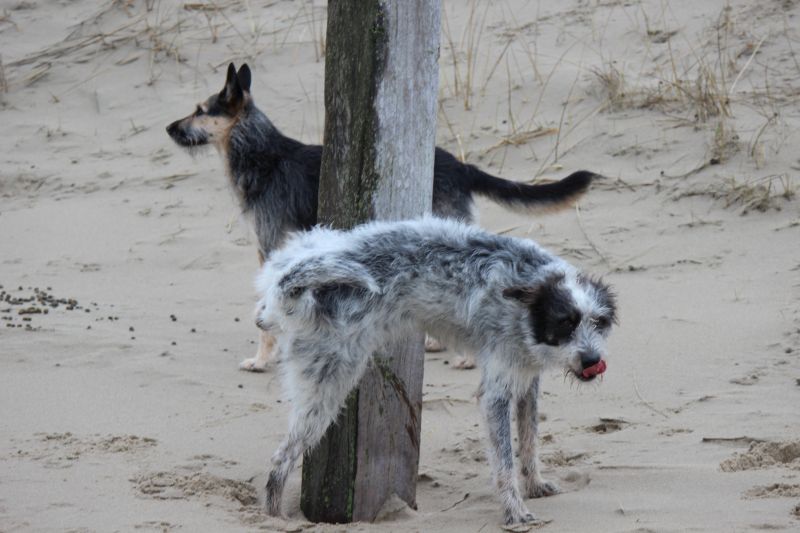 Letzter Strandtag mit neuer Freundin Berta