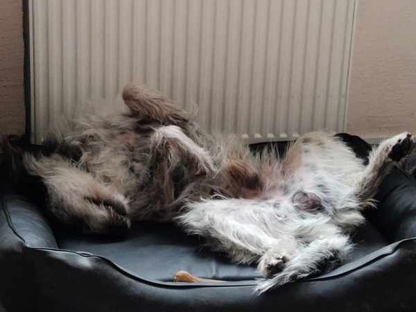 Bildersammlung - unsortiert und nicht kommentiert