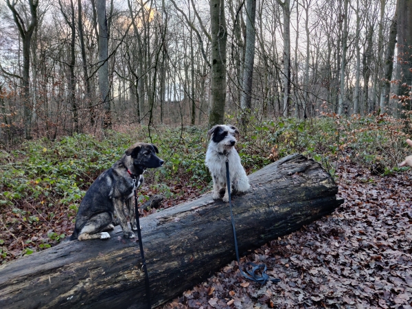 Bildersammlung - unsortiert und nicht kommentiert