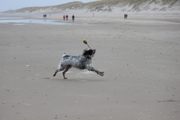 Hannes