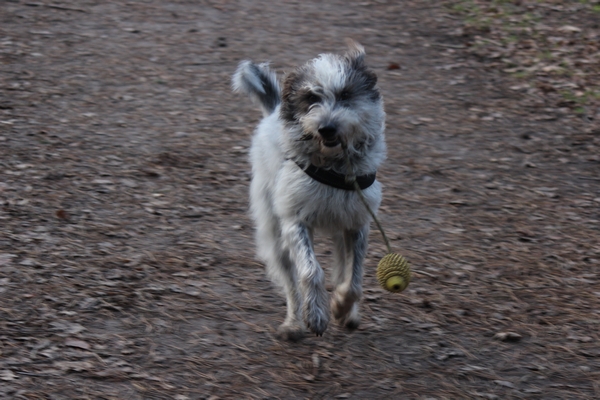 Hannes