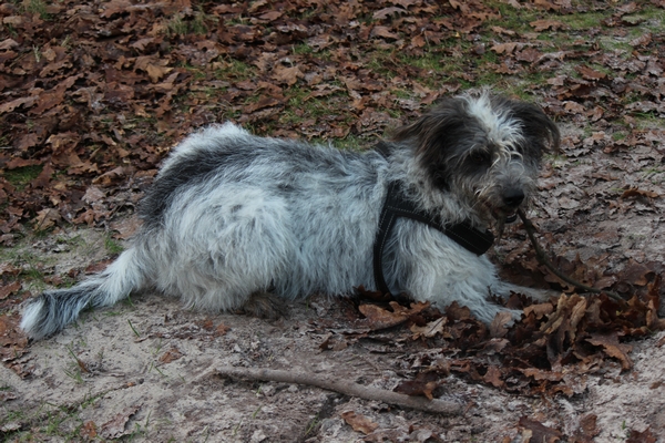 Hannes