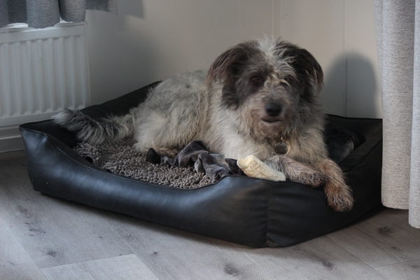 Hannes