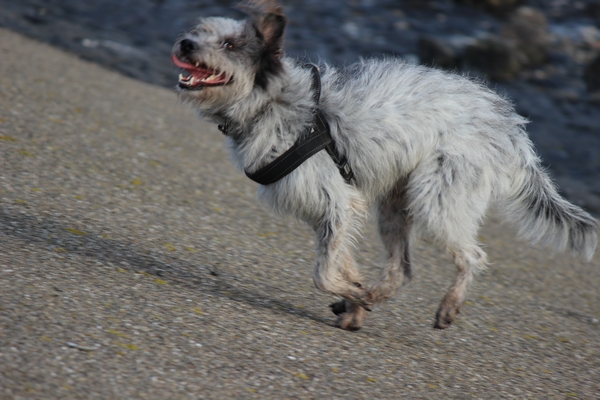 Hannes