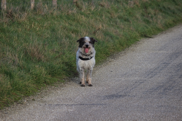 Hannes