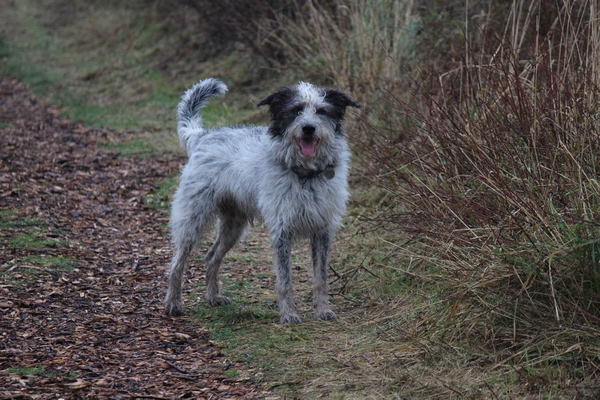 Hannes