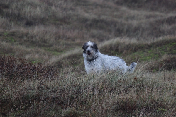 Hannes
