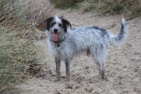 Hannes