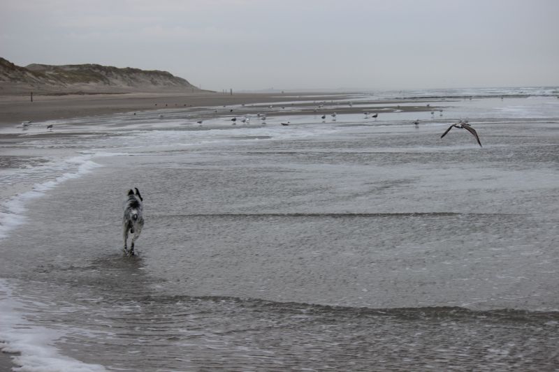 Am Strand von Texel