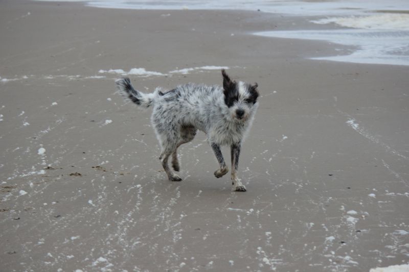 Am Strand von Texel