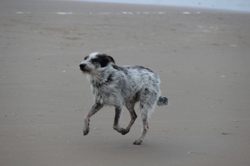 Am Strand von Texel