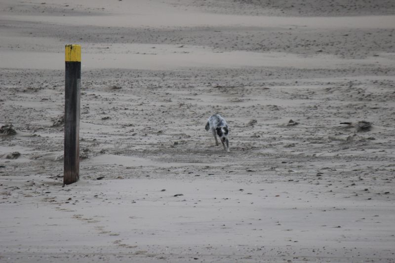 Am Strand von Texel