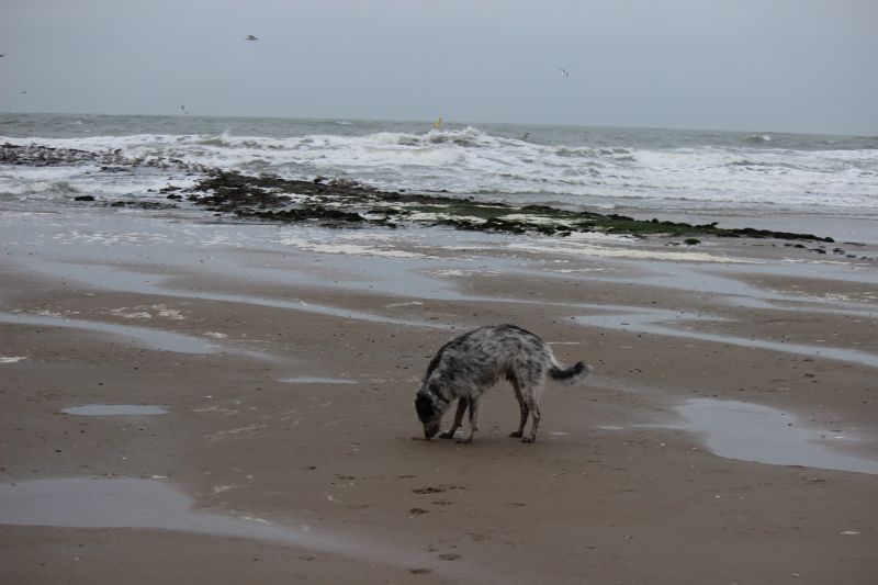 Am Strand von Texel