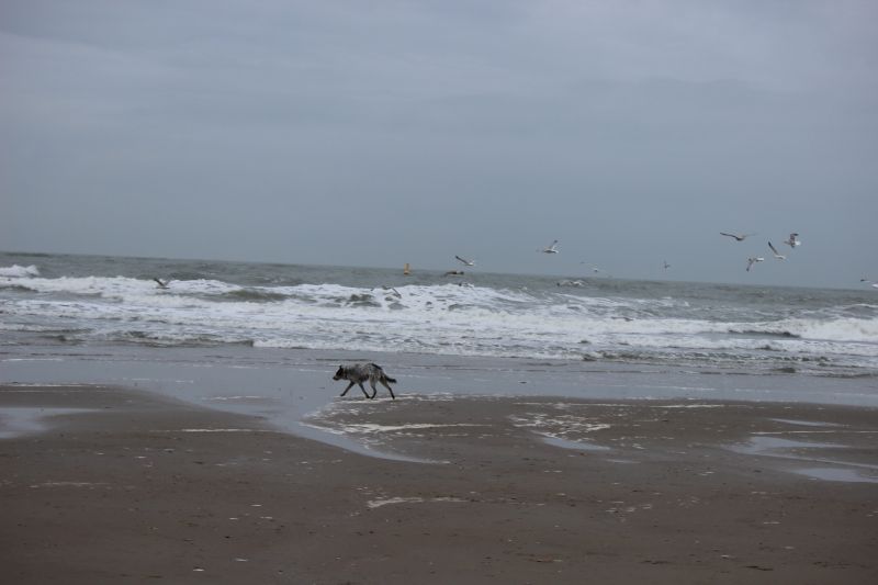 Am Strand von Texel
