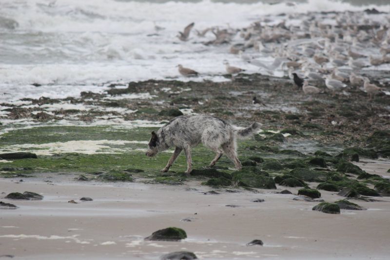 Am Strand von Texel