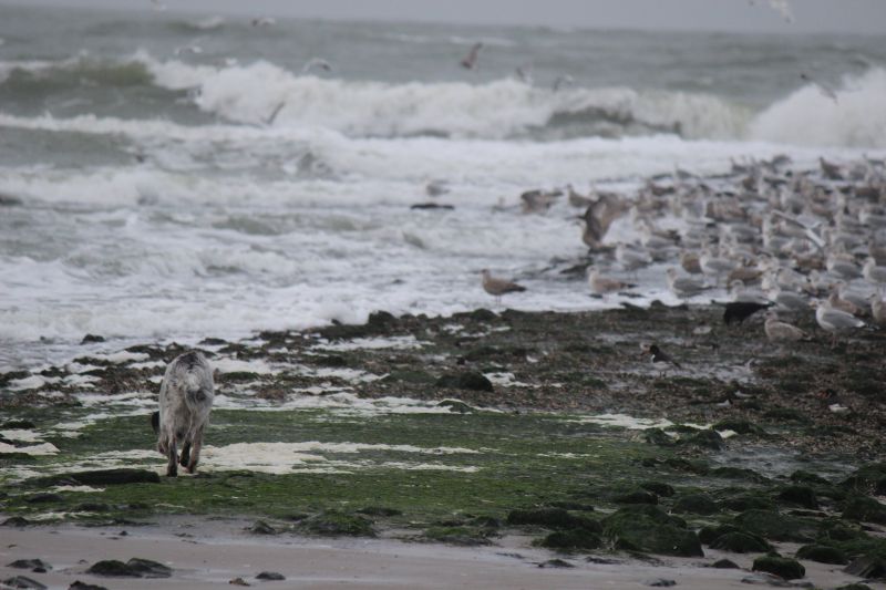 Am Strand von Texel