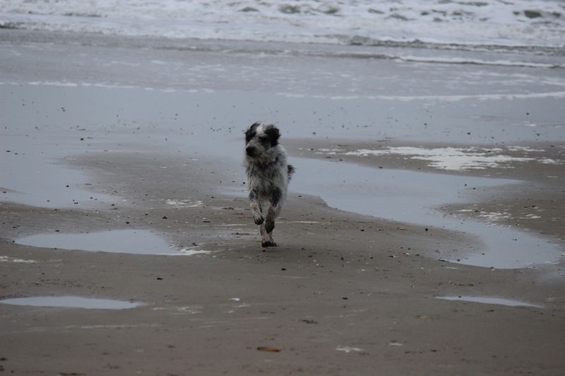 Am Strand von Texel
