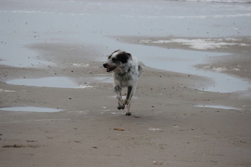 Am Strand von Texel