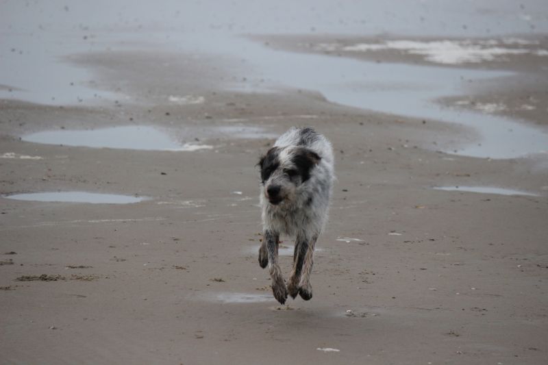Am Strand von Texel