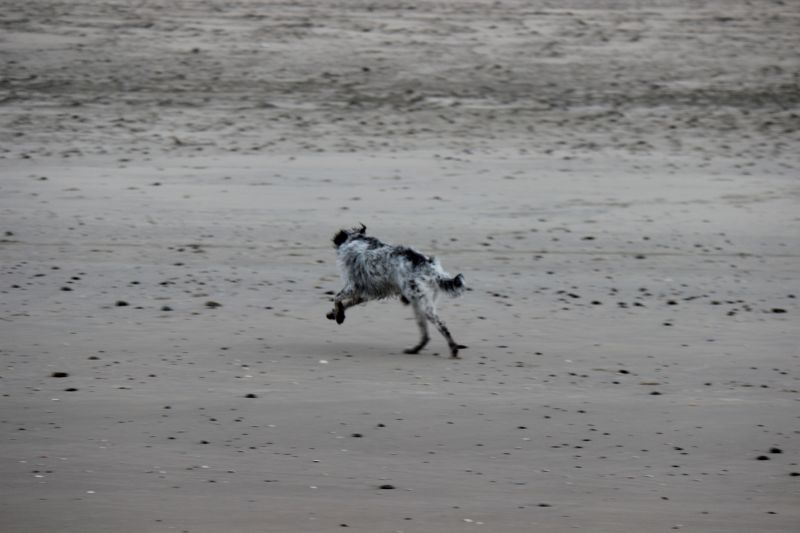 Am Strand von Texel