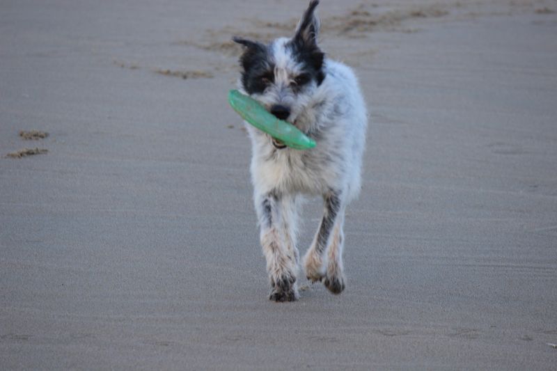 Am Strand von Texel