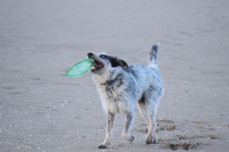 Am Strand von Texel
