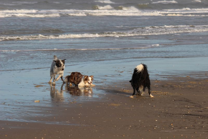 Am Strand von Texel