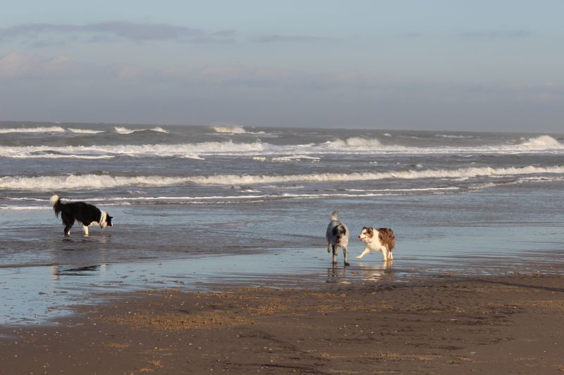Am Strand von Texel