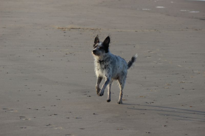 Am Strand von Texel