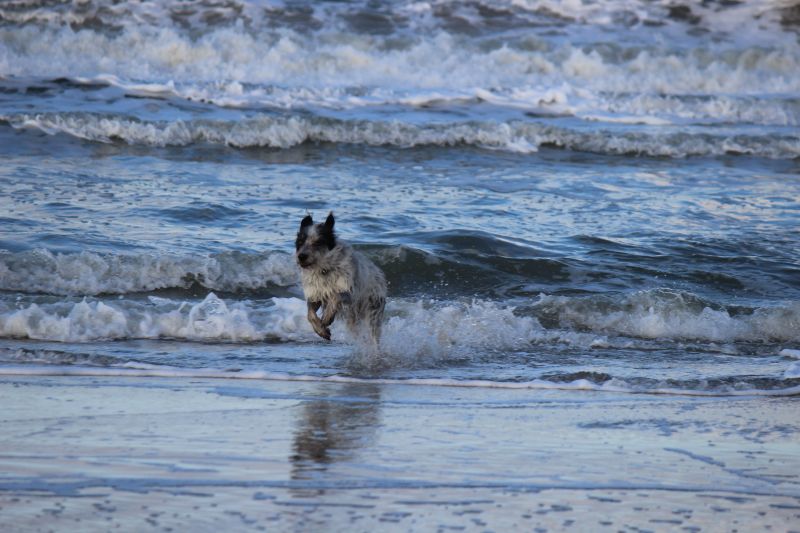 Am Strand von Texel