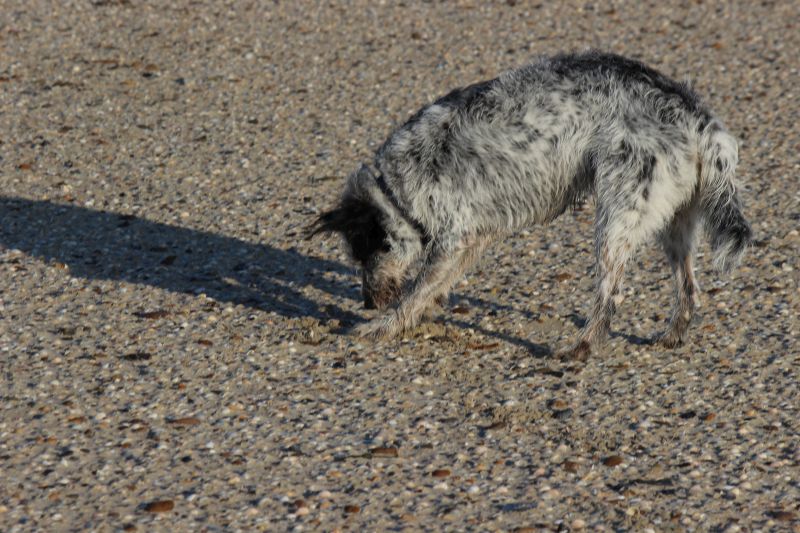 Am Strand von Texel