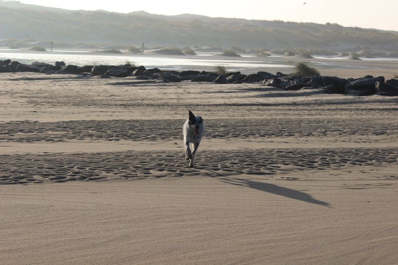 Am Strand von Texel