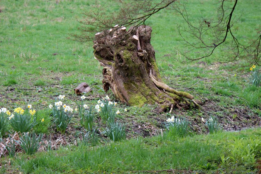 Rombergpark am 28.03.2019
