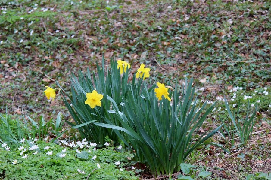 Rombergpark am 28.03.2019