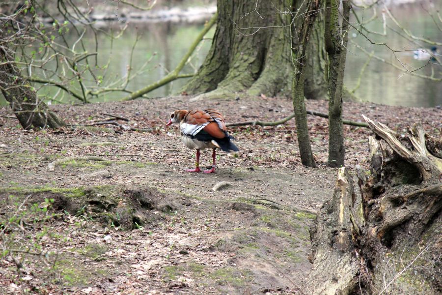 Rombergpark am 28.03.2019