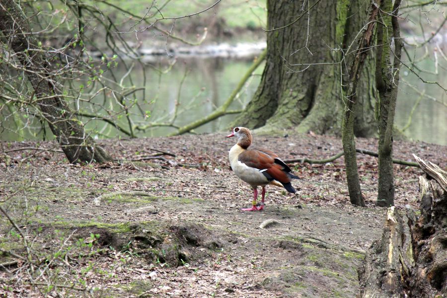 Rombergpark am 28.03.2019