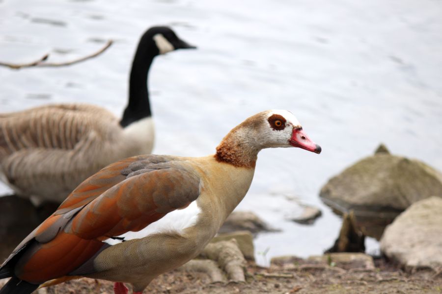 Rombergpark am 28.03.2019