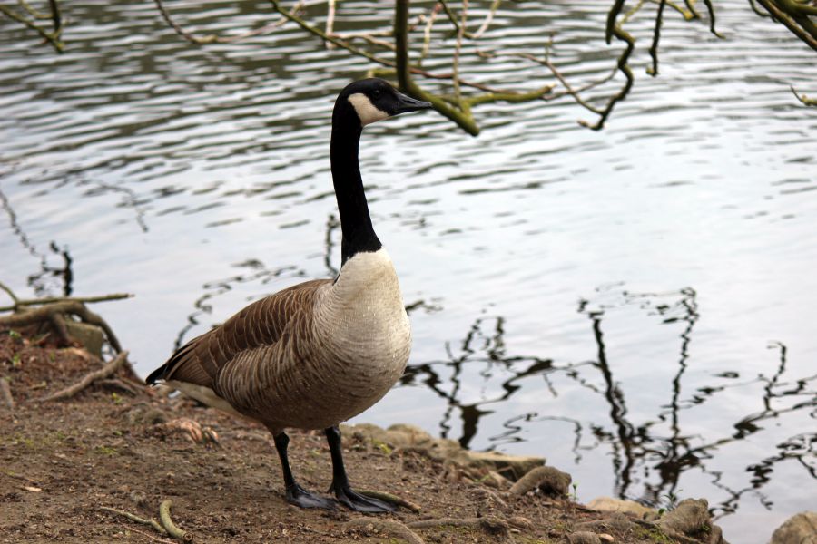 Rombergpark am 28.03.2019