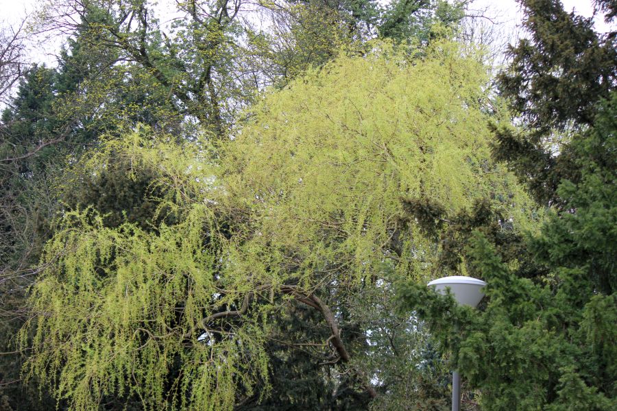 Rombergpark am 28.03.2019
