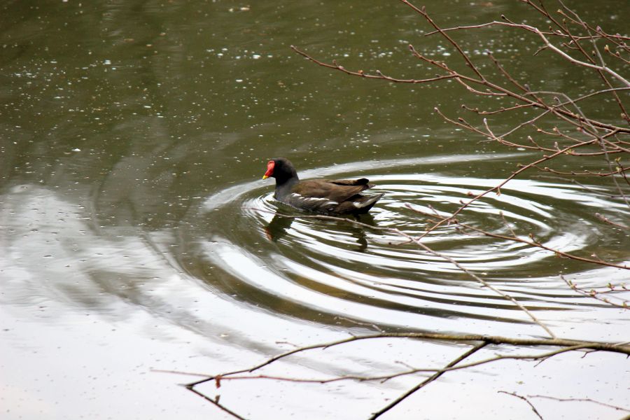 Rombergpark am 28.03.2019