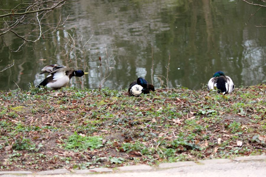 Rombergpark am 28.03.2019