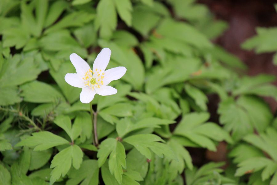 Rombergpark am 28.03.2019