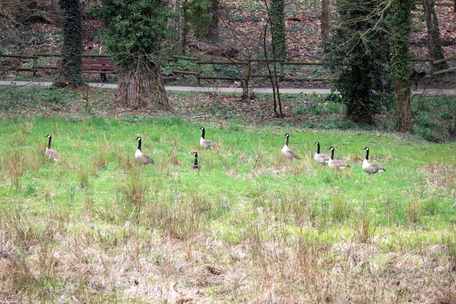 Rombergpark am 28.03.2019