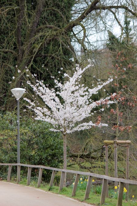 Rombergpark am 28.03.2019