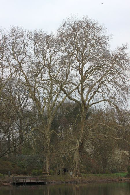 Rombergpark am 28.03.2019