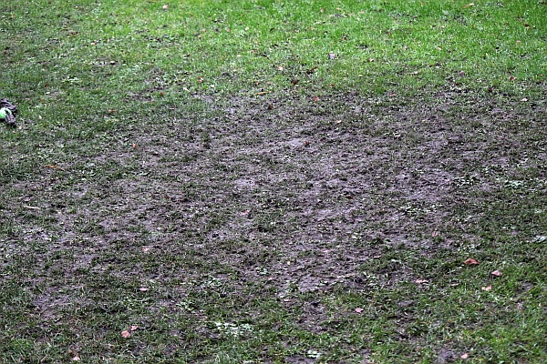 Rasen oder Wiese oder doch eher Acker?