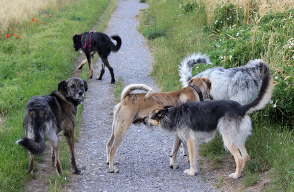 Hundebegegnung