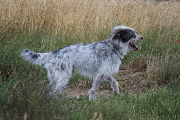 Hannes