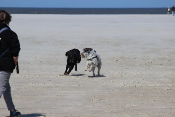 HundestrandSPO130524