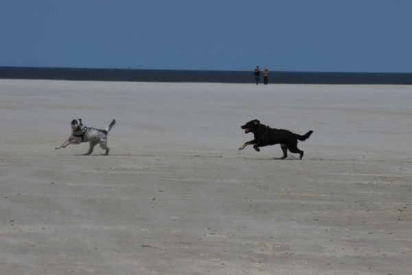 HundestrandSPO130524